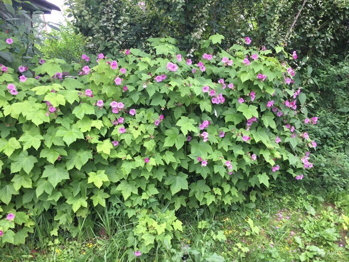 Малиноклён