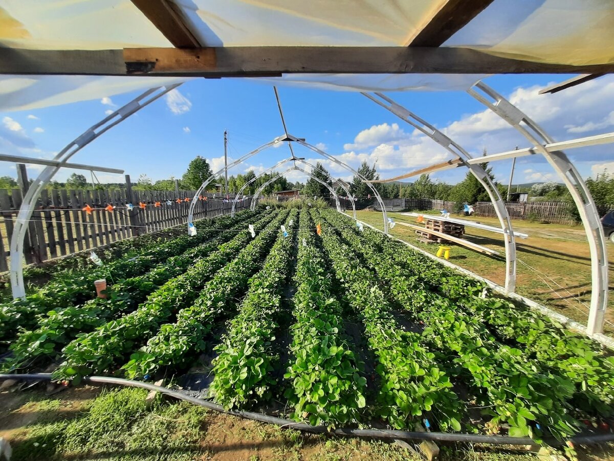 Наше клубничное поле