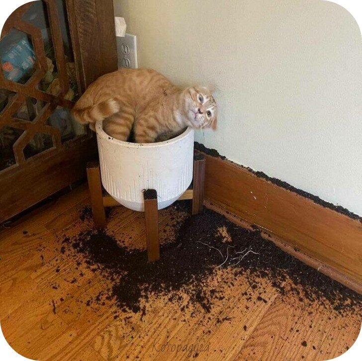 Источник: pinterest.com