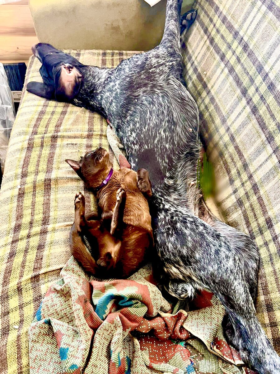 Пока кошки нашего питомника заняты новорожденными котятами… кот Ричард нашел себе подругу!🐕‍🦺🐾🐶