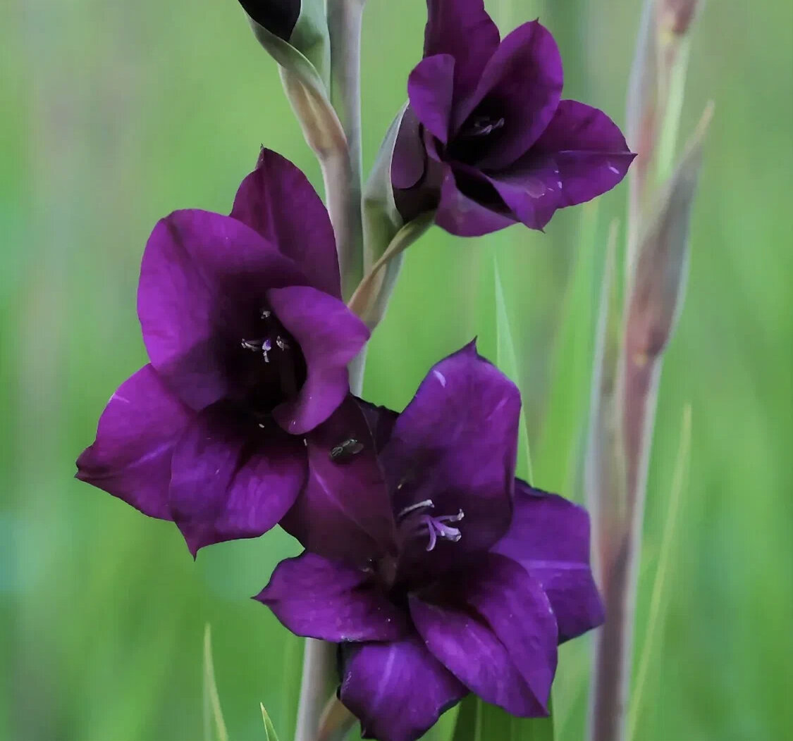 Гладиолусы (фото из интернета)