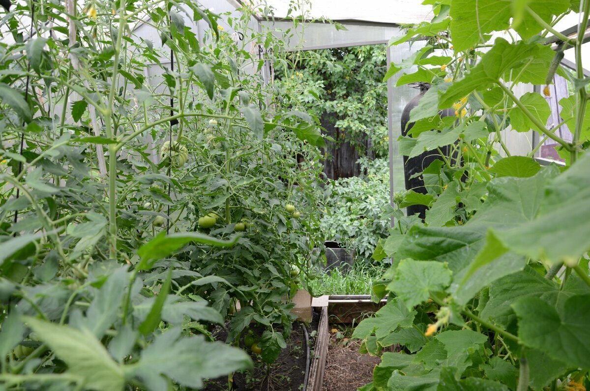 В теплице растут томаты и огурцы