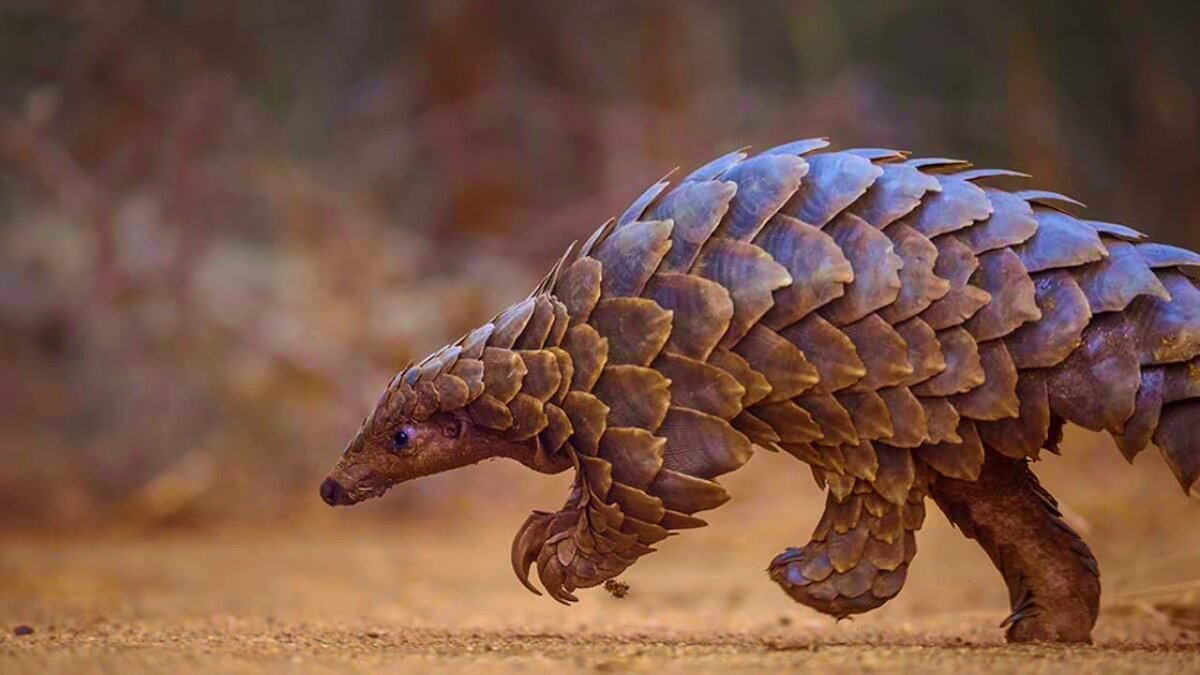 Живая шишка | Биореактор | Дзен