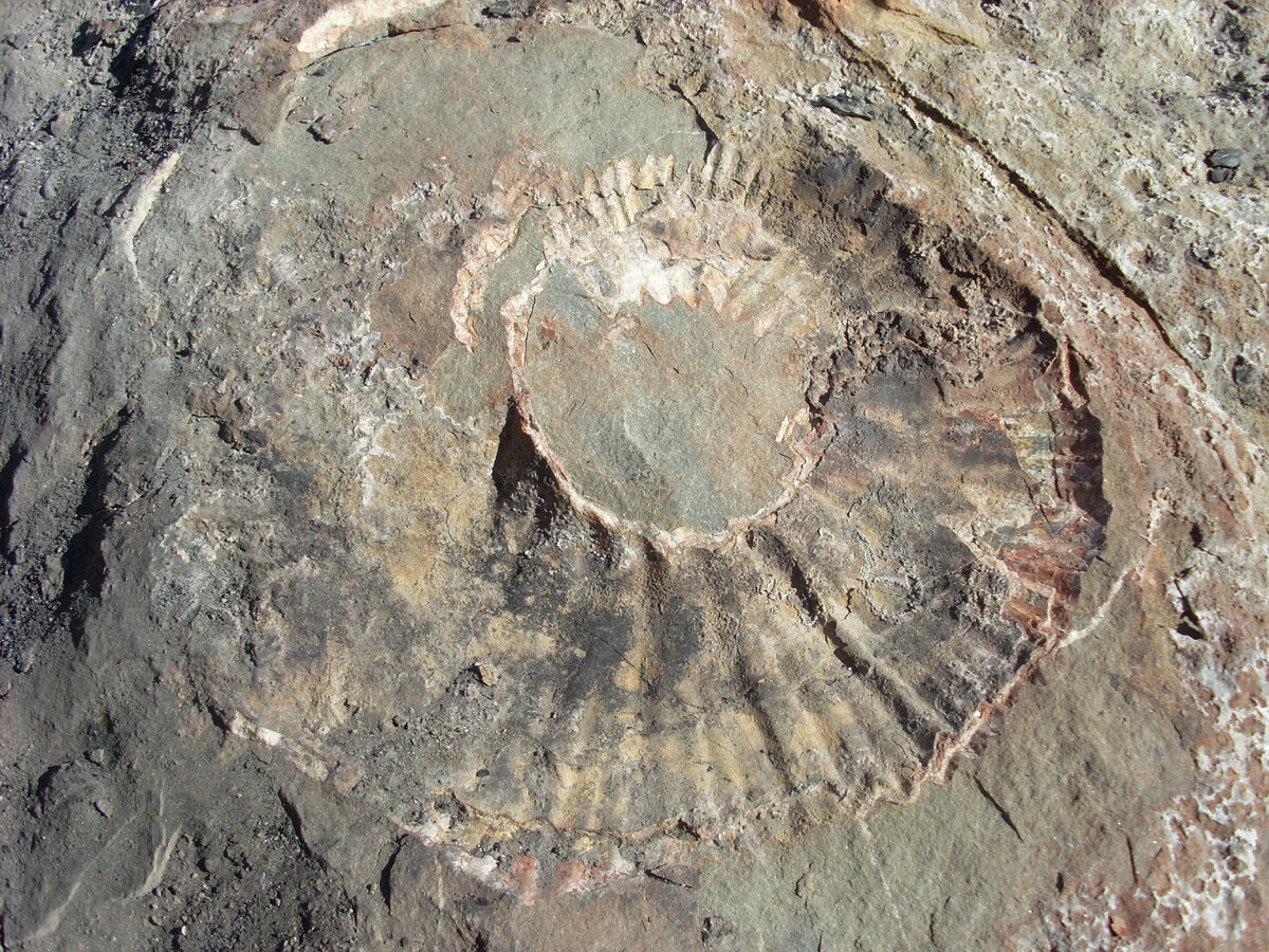 Следы аммонитов на реке Белая