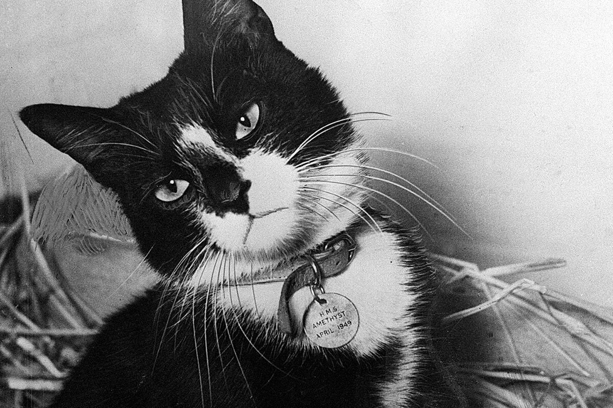 Фото из поисковой системы Яндекс