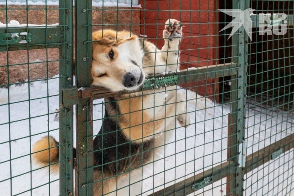     Приют для бездомных животных в Храпово строить не будут.