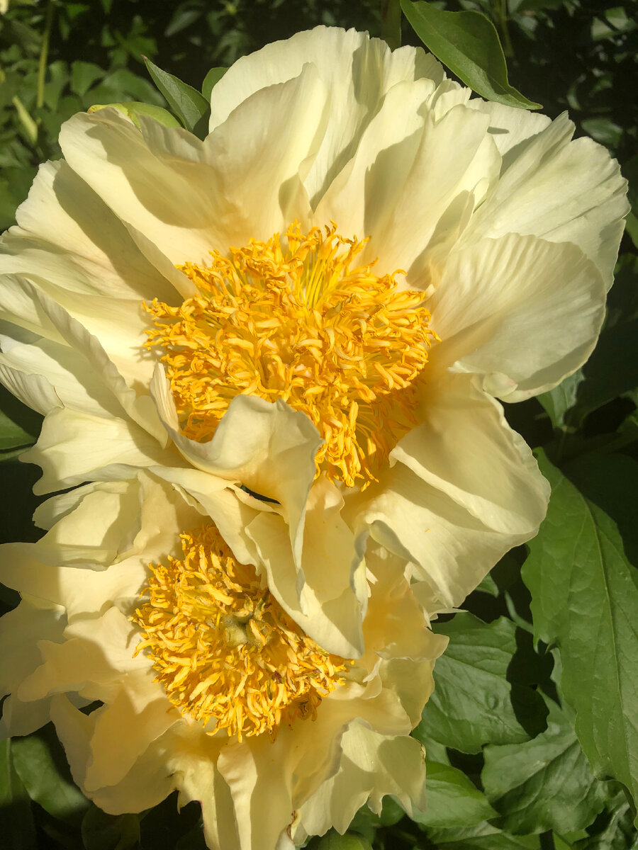 Древовидный пион