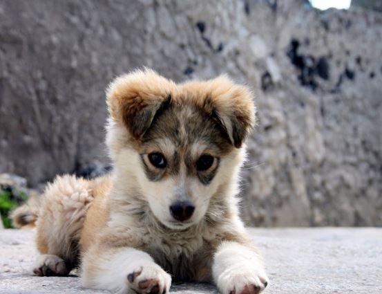      Щенок дворняжки