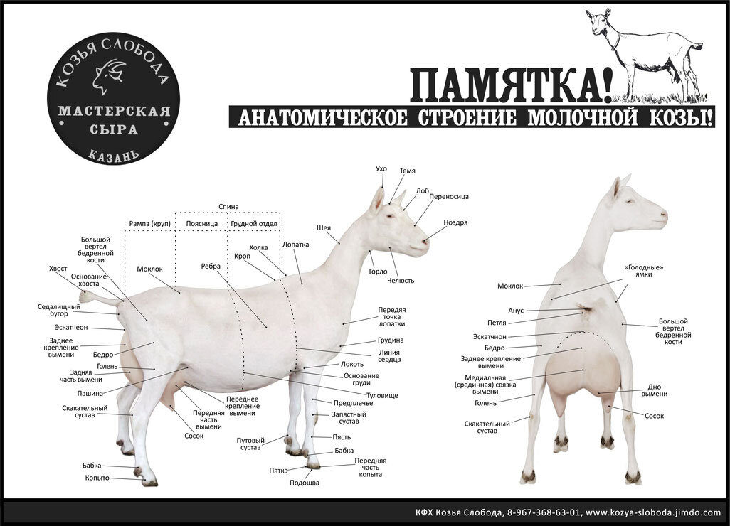 Вес козлят по месяцам таблица