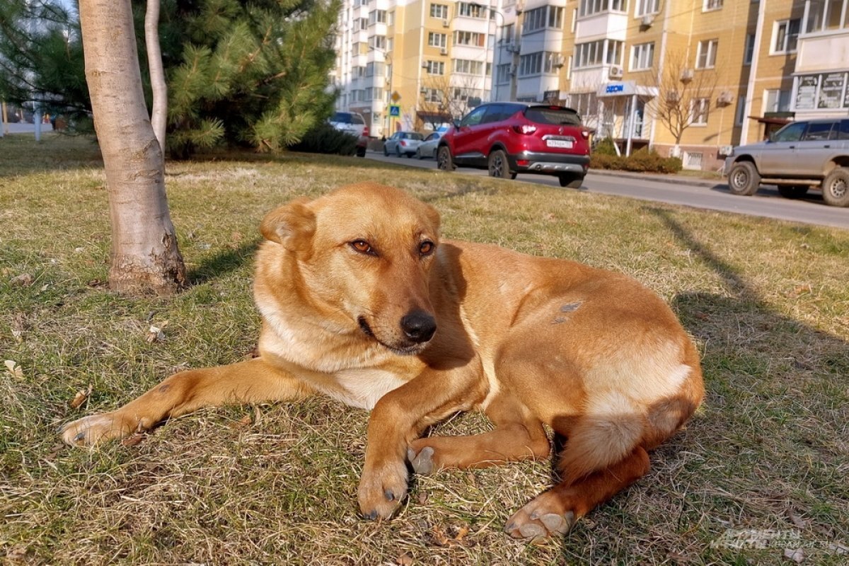 Новороссийск собака