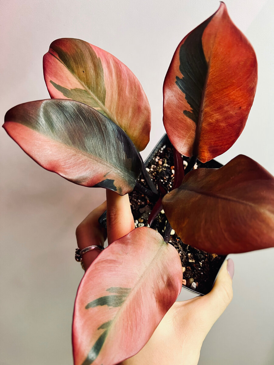 И вот такой вот он красавчик теперь:)