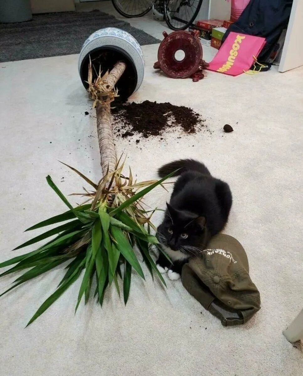 Кот уронил цветок
