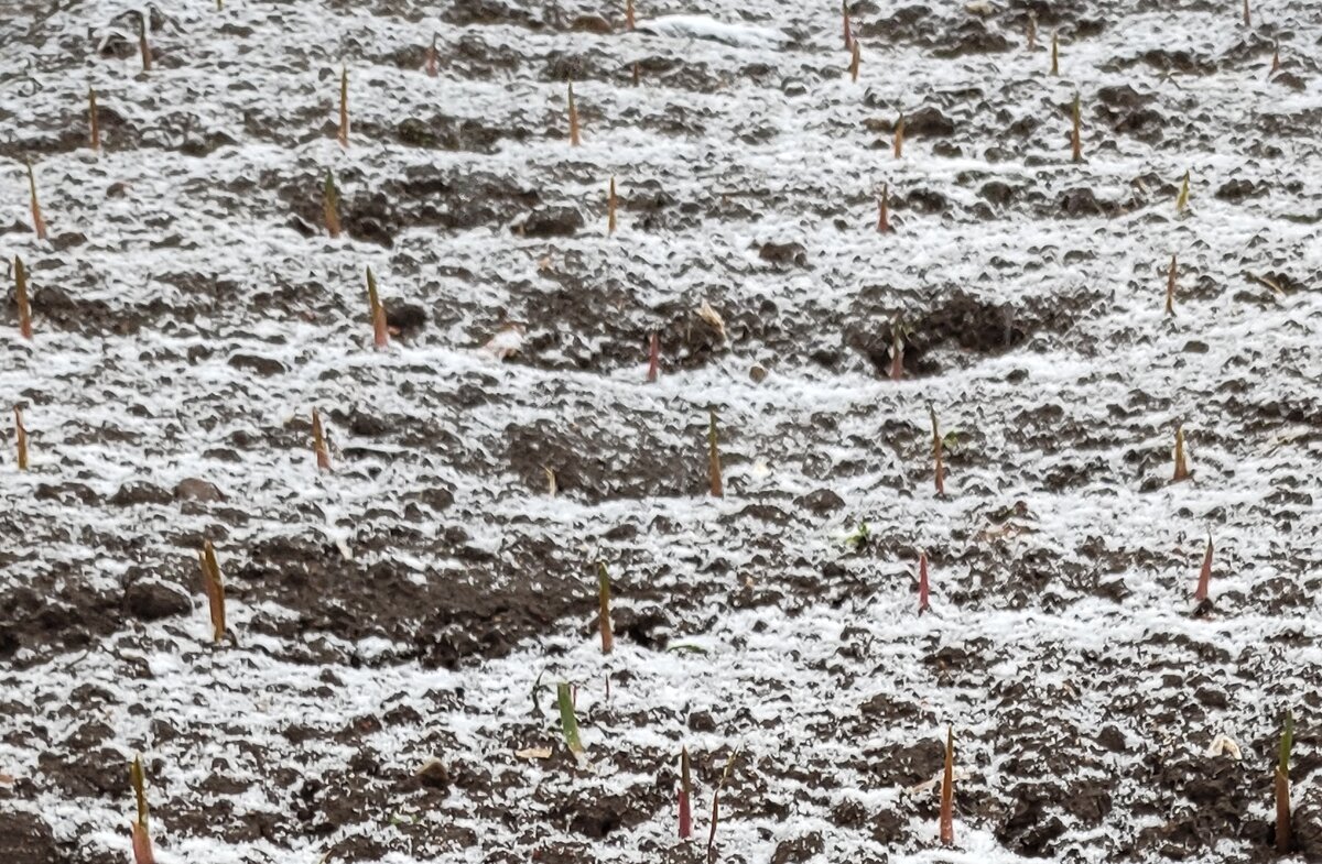 Всходы чеснока озимого 28 марта 2023 года