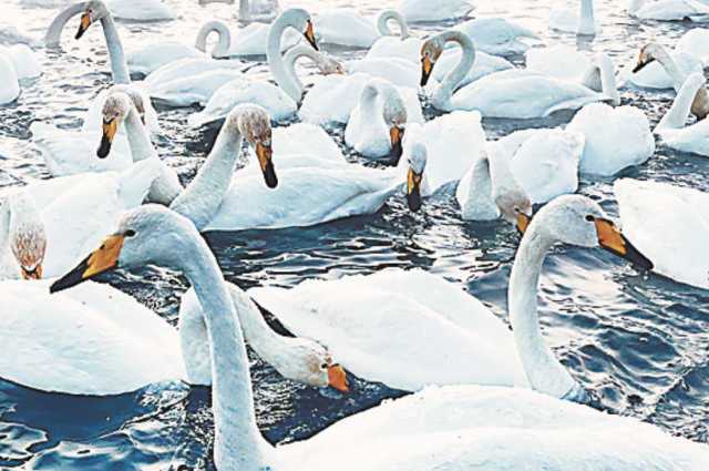    Лебеди-кликуны уже много лет зимуют в Советском районе Алтайского края.