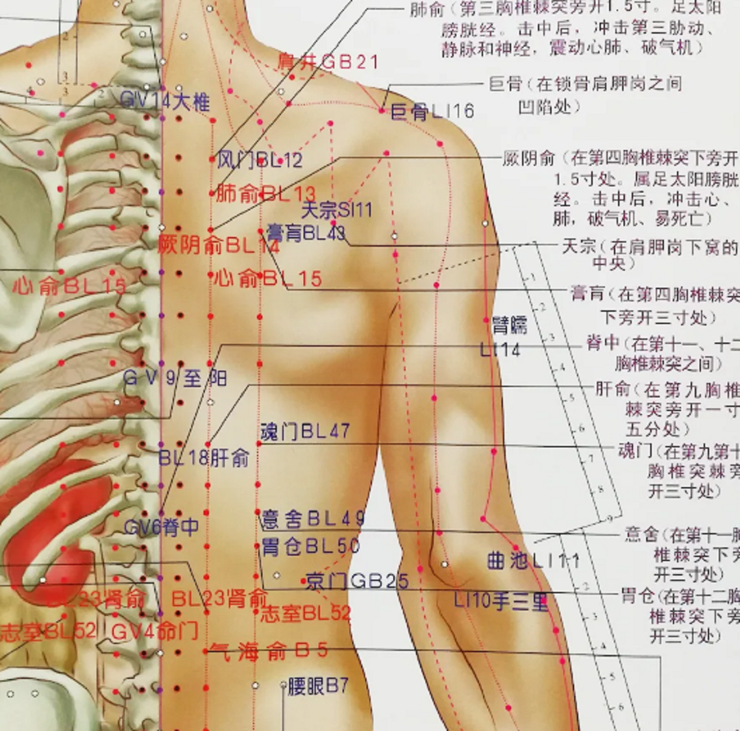 Названия точек человека. Акупунктурные точки на теле человека китайская медицина. Акупунктура меридианы китайская медицина. Точки акупунктуры на теле человека китайская. Точки акупунктуры на спине человека атлас.