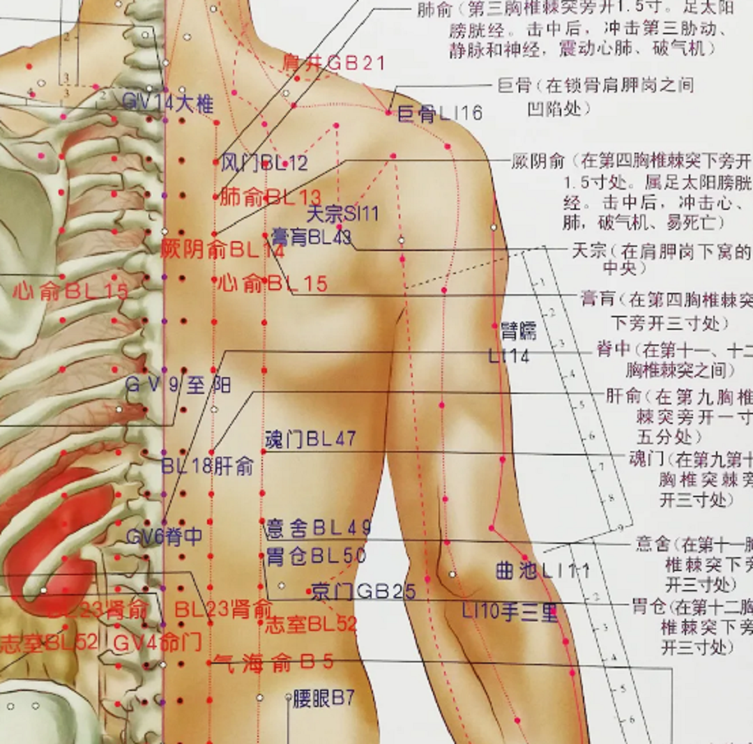 Медицина точек. Акупунктурные точки на теле человека китайская медицина. Акупунктура меридианы китайская медицина. Точки акупунктуры на теле человека. Активные точки на спине акупунктура.