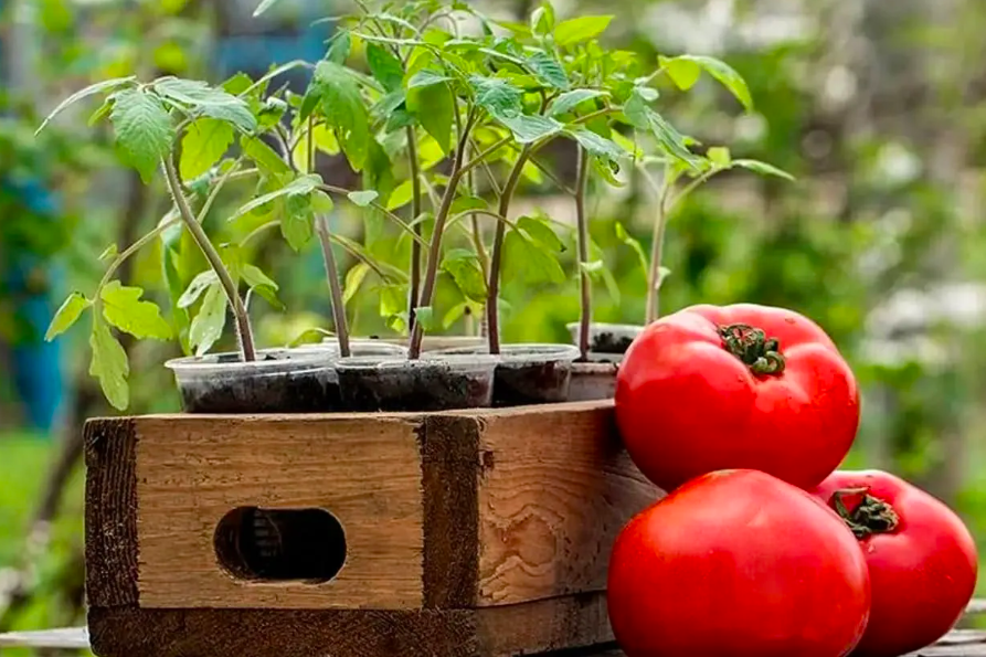    Как выбрать качественную рассаду томатов: лайфхаки