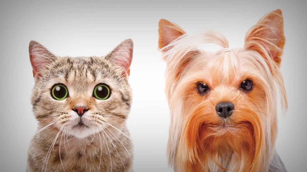 Яндекс.Картинки.