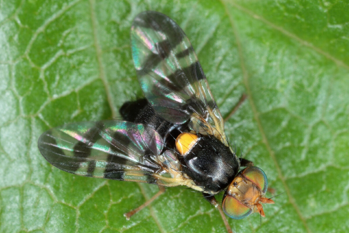 Восточная Вишневая Муха Rhagoletis cingulata Loew.. Западная Вишневая Муха Rhagoletis indifferens Curran. Малинная стеблевая Муха. Вишневая Муха на черешне фото.