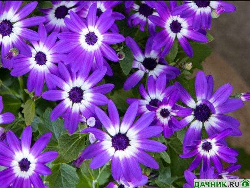 Цинерария (Cineraria)