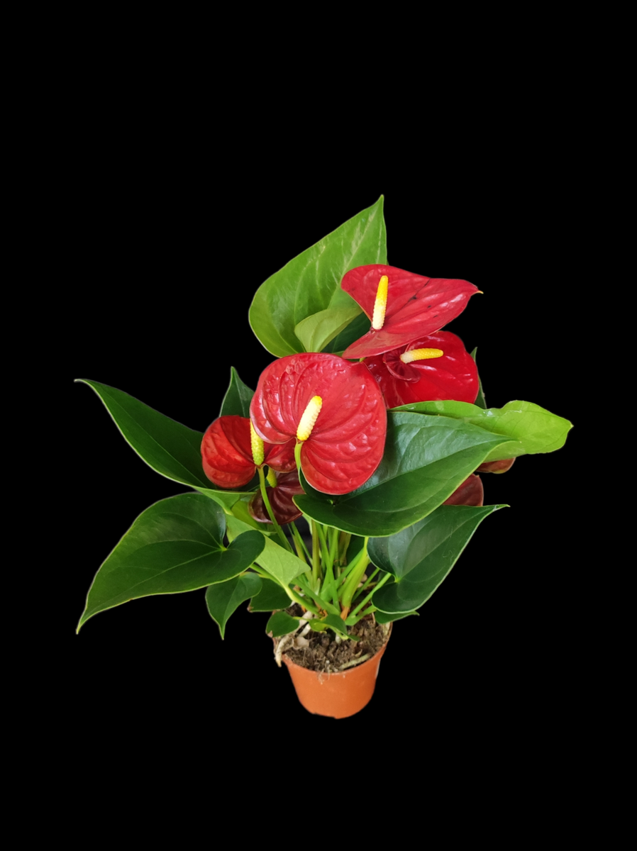 Антуриум (лат. Anthurium) - представитель вечнозеленых растений семейства Ароидные. В природе насчитывается более 500 видов антуриумов. Родина цветка - тропики Центральной и Южной Америки.