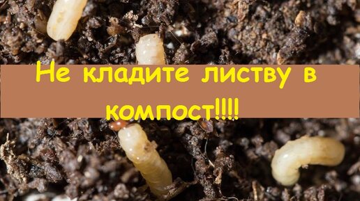 Почему нельзя прошлогодние листья использовать в компостной куче - это опасно!