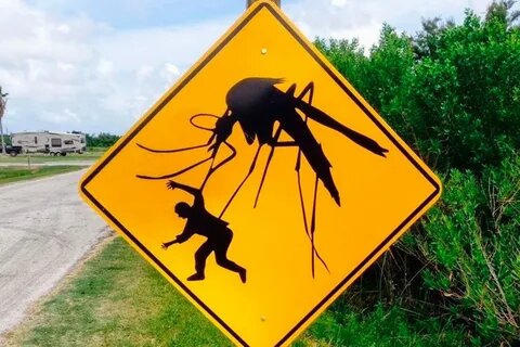 Эти насекомые появились на планете примерно 10 миллионов лет назад. 