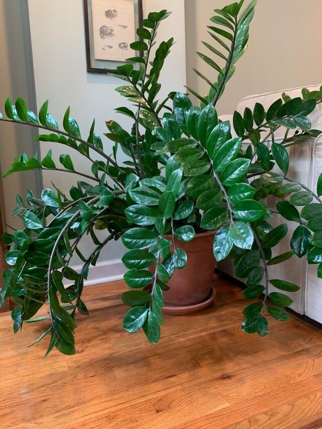 Замиокулькас 