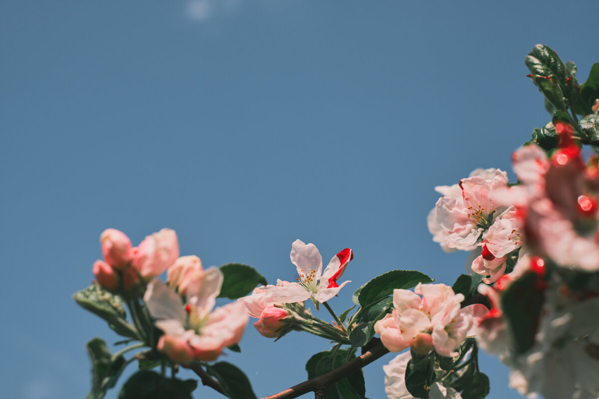 <a href="https://ru.freepik.com/free-photo/branch-of-coral-pink-flowers-of-chaenomeles-speciosa-or-blooming-quince-spring-flowering-garden-shrub-against-a-blue-sky-with-clouds-selective-focus-on-flowers_26507897.htm#query=%D0%B2%D0%B5%D1%81%D0%BD%D0%B0&position=1&from_view=search&track=sph">Изображение от ededchechine</a> на Freepik