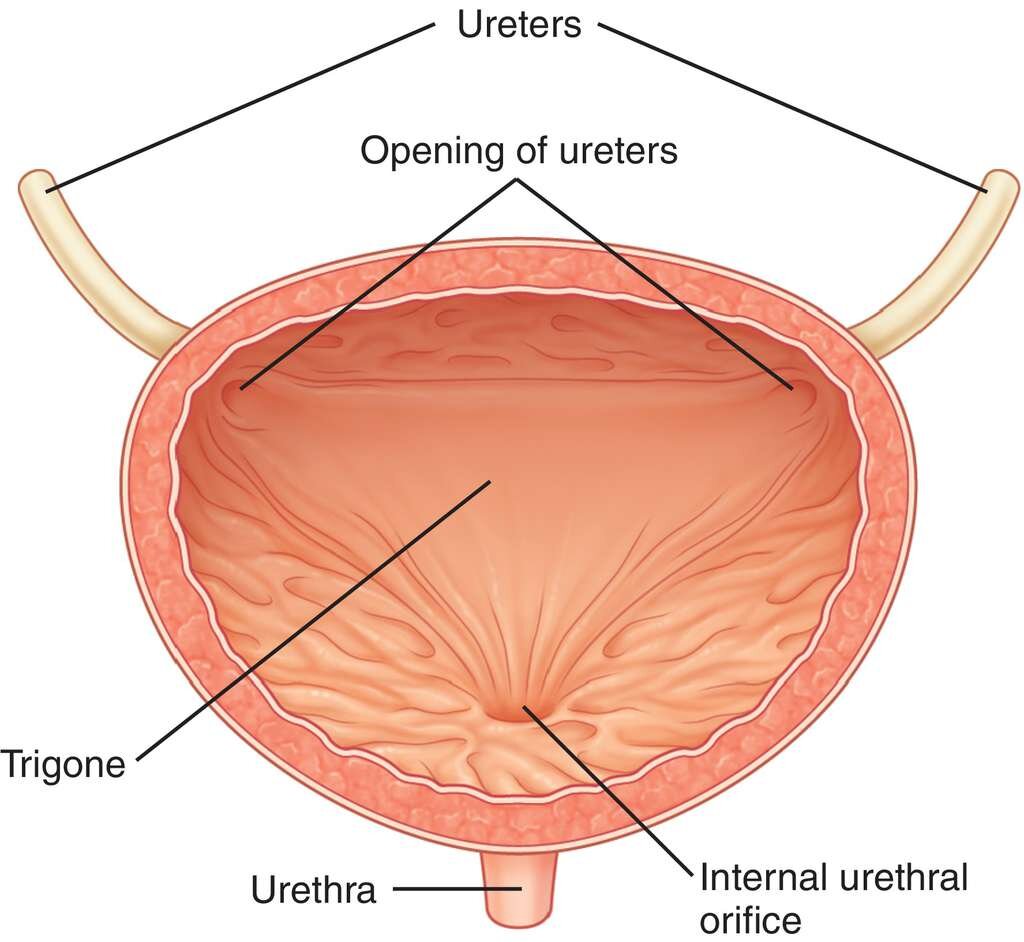 Анатомия мочевой пузырь картинка