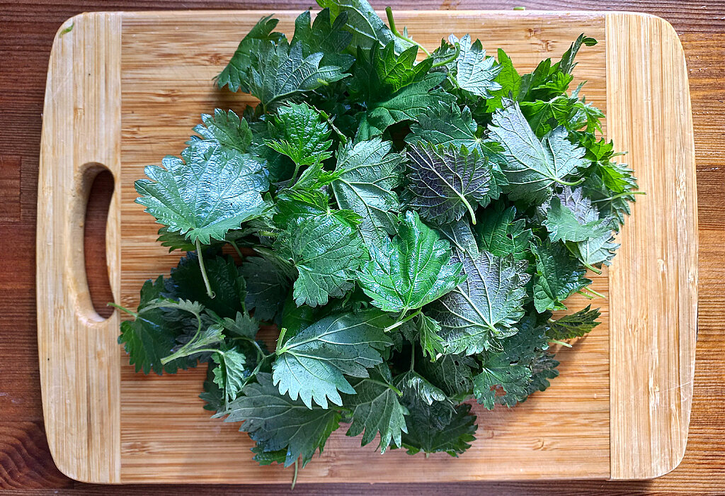 Молодая крапива