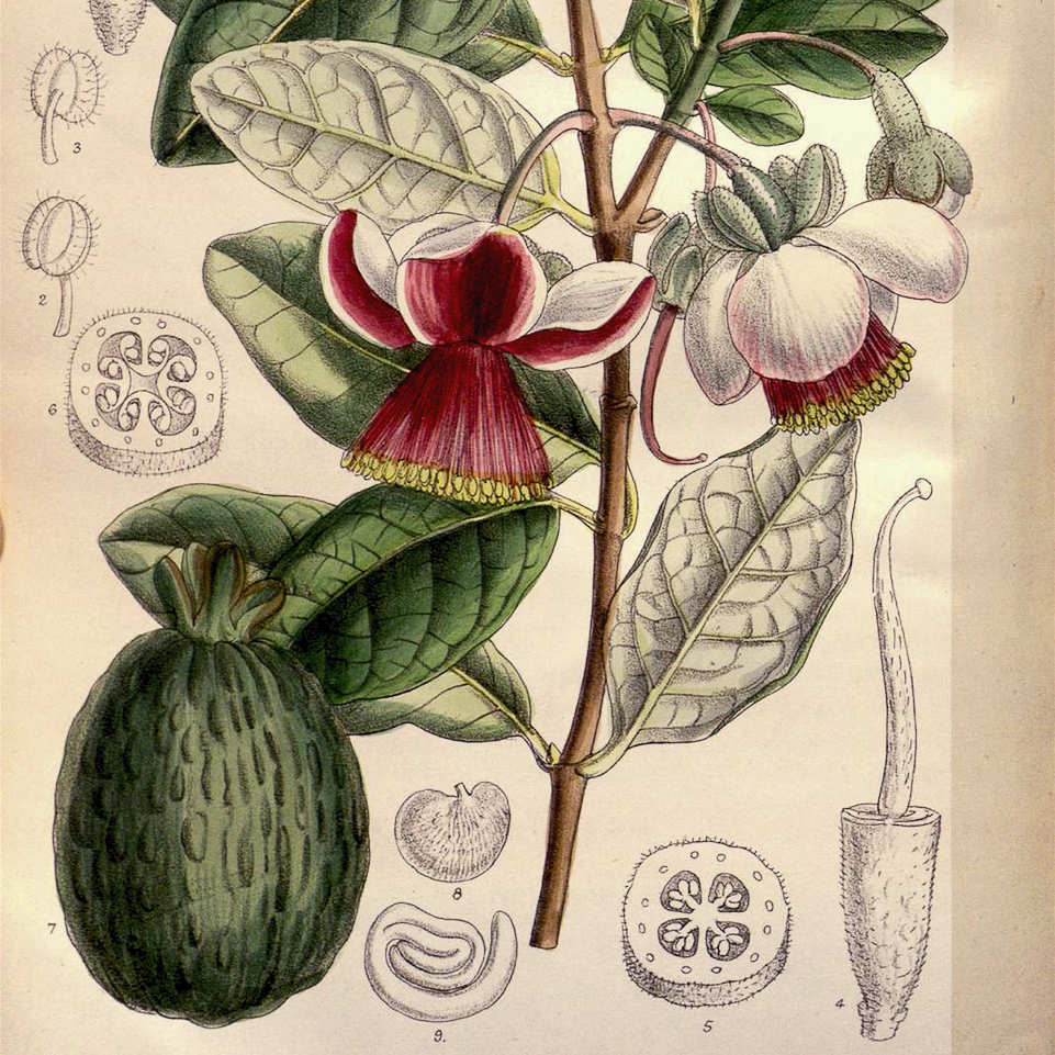 Фейхоа. Рисунок Матилды Смит. Фрагмент. 1898