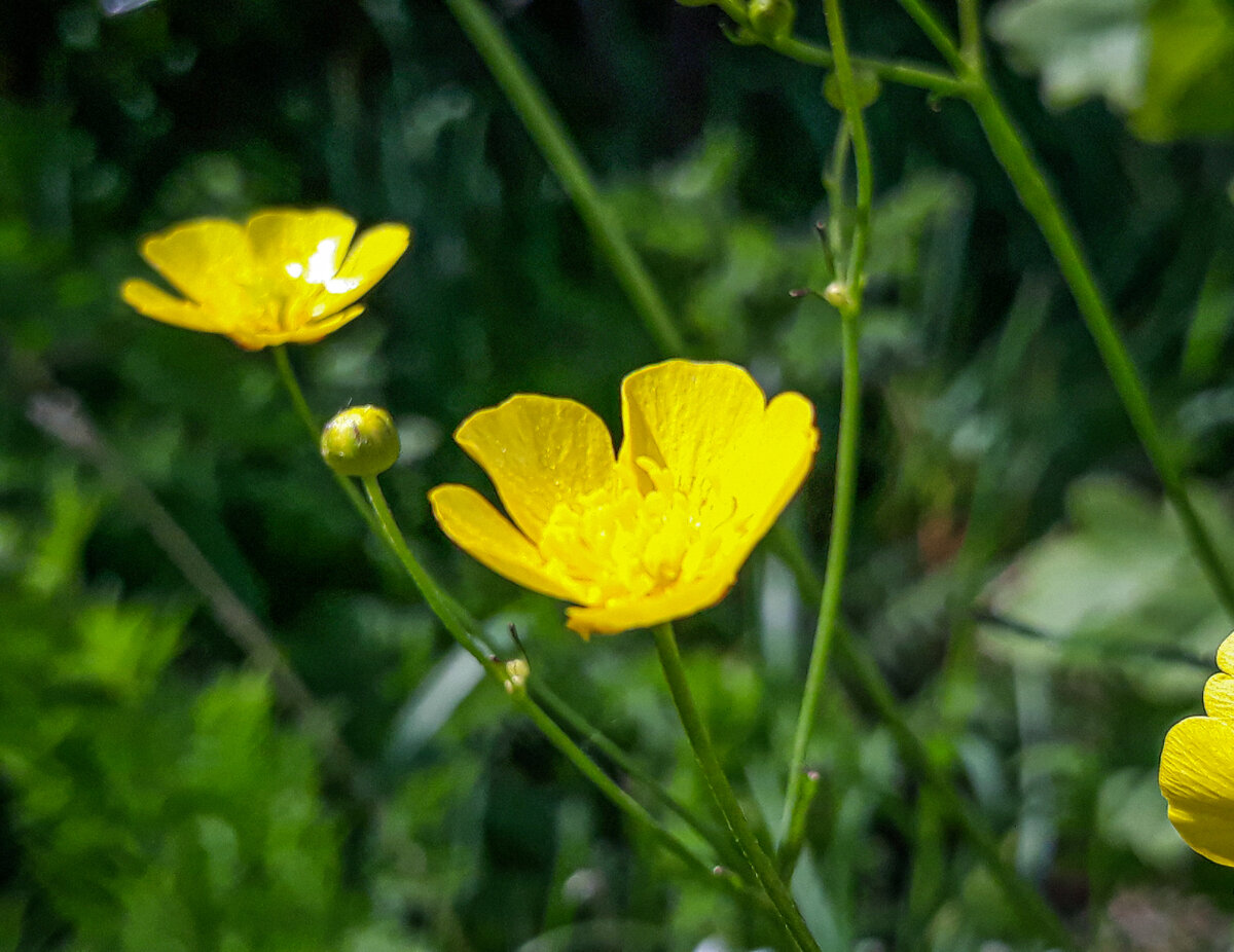 Почему Лютик на английском Buttercup