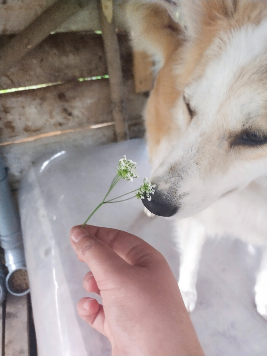 Сви с цветочком 