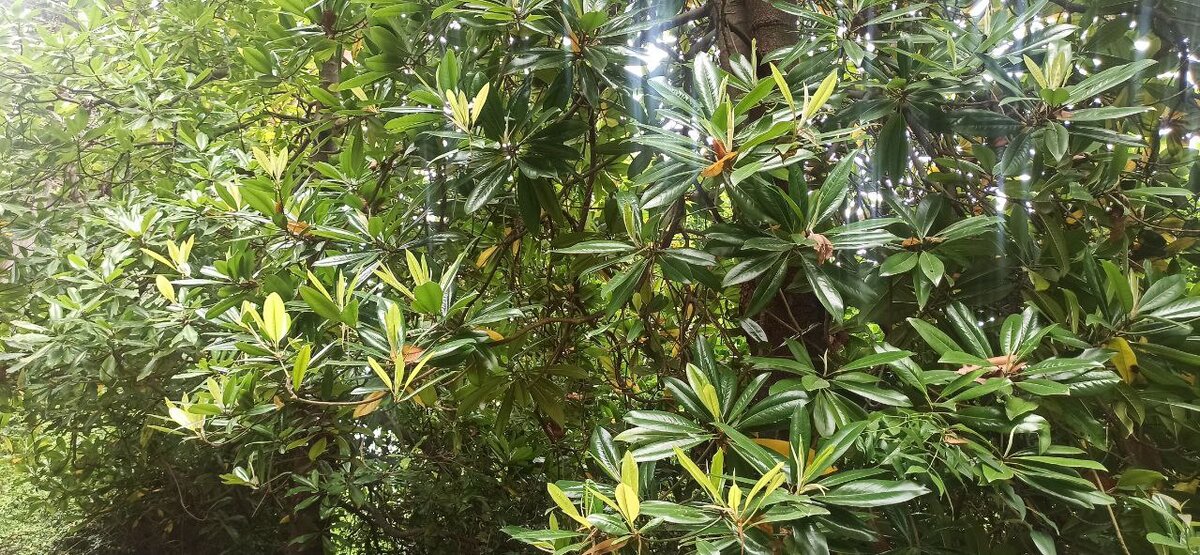 Красота да и только жить в Сочи..