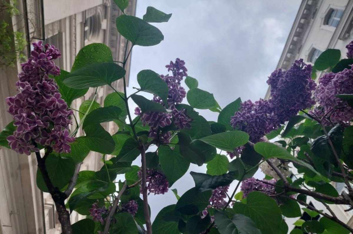    В День русского языка у музея Врубеля омичи напишут классический диктант