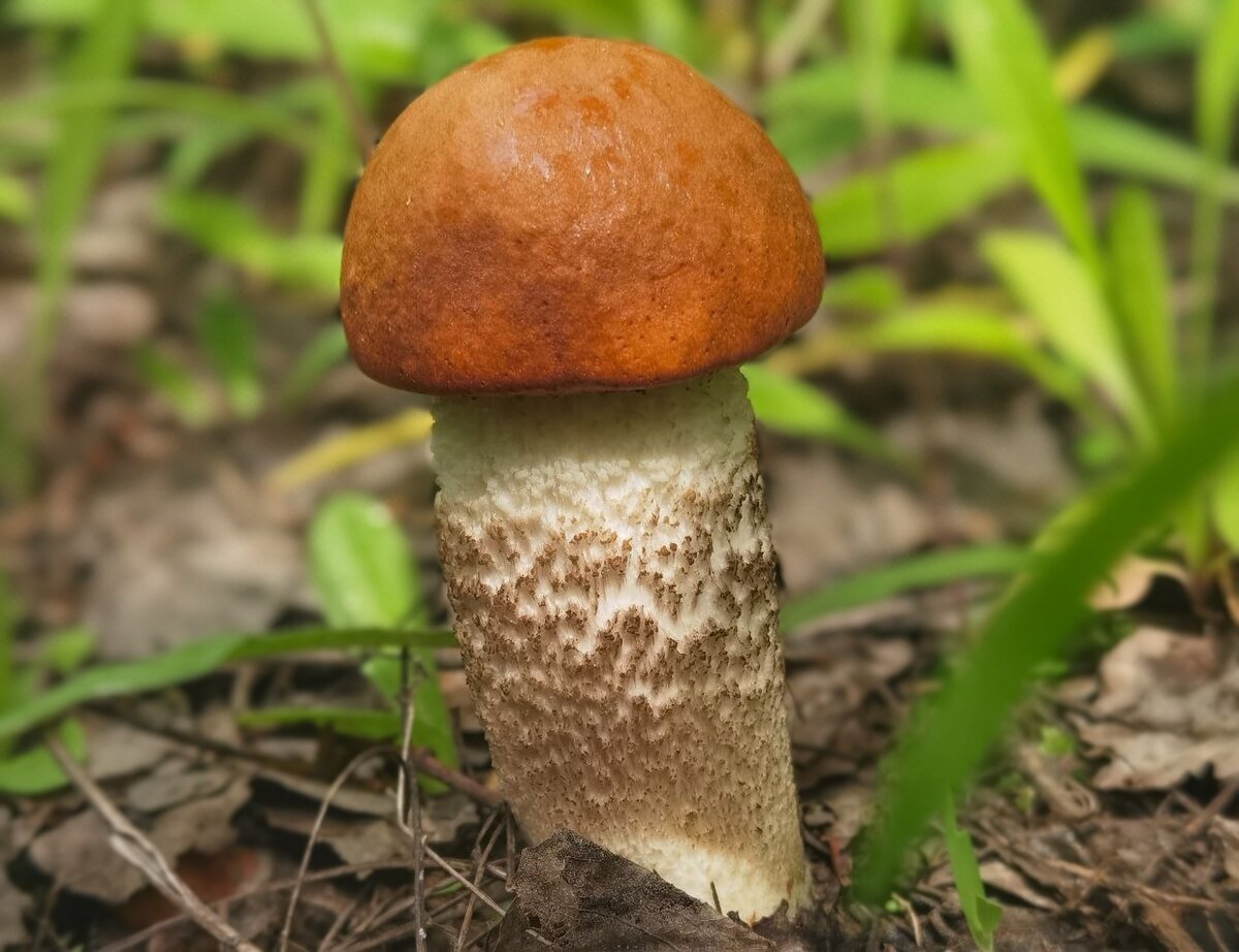 Подосиновик, май 2023г., фото автора.