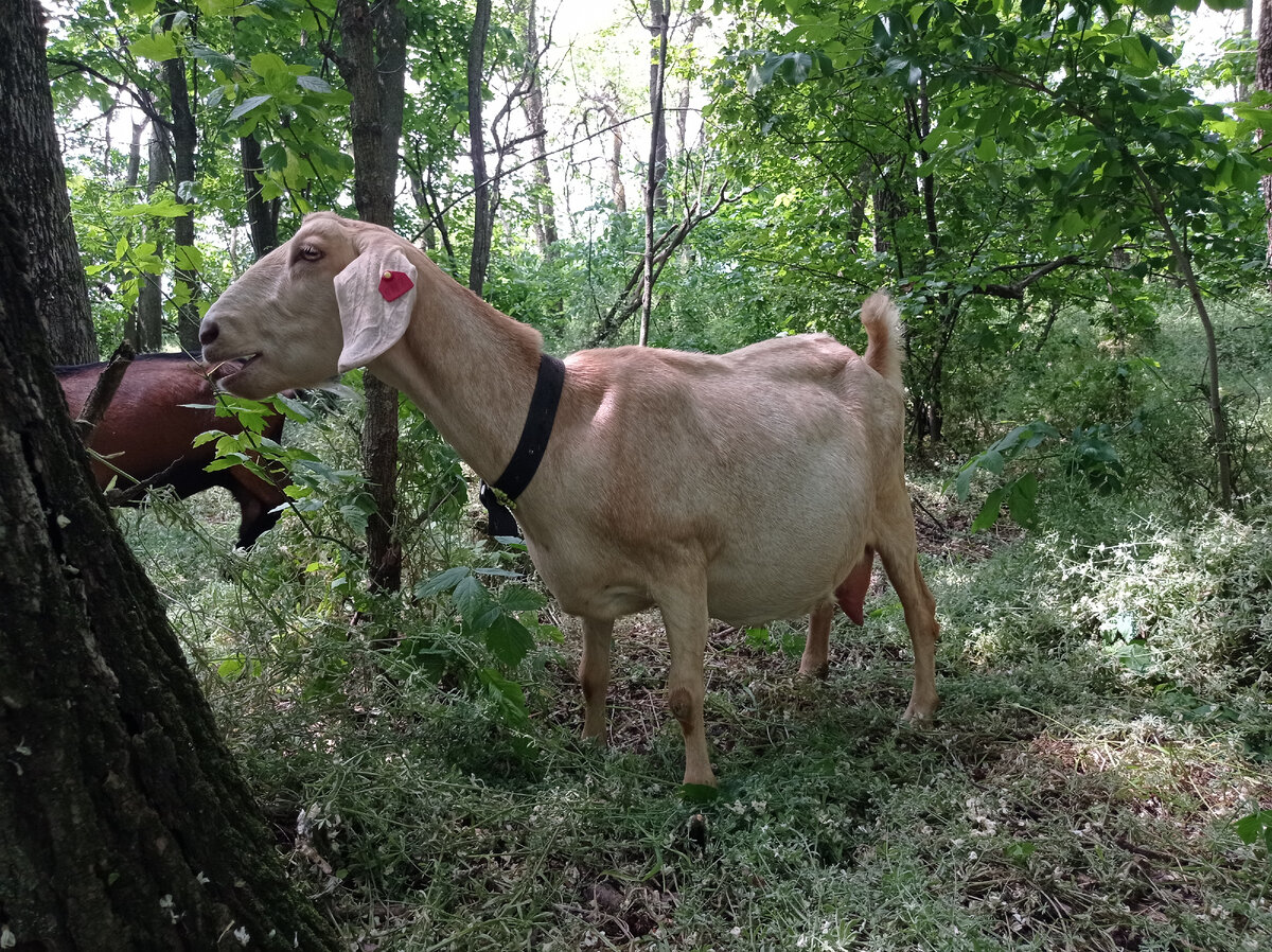 Белла в лесу. 