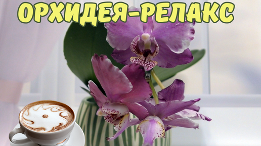 Орхидейный релакс. Phalaenopsis Taida Cappuccino