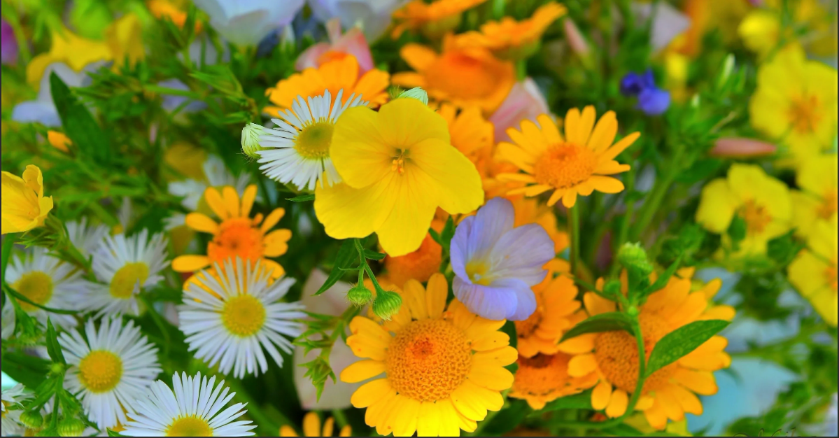 https://ru.wallpaper.mob.org/pc/image/earth-flower-daisy-field-spring-yellow_flower-421711.html