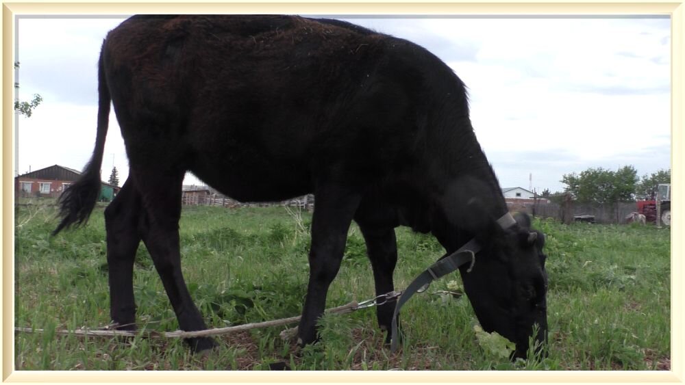 Корова на верёвке, привязное содержание крс возле города Омска.