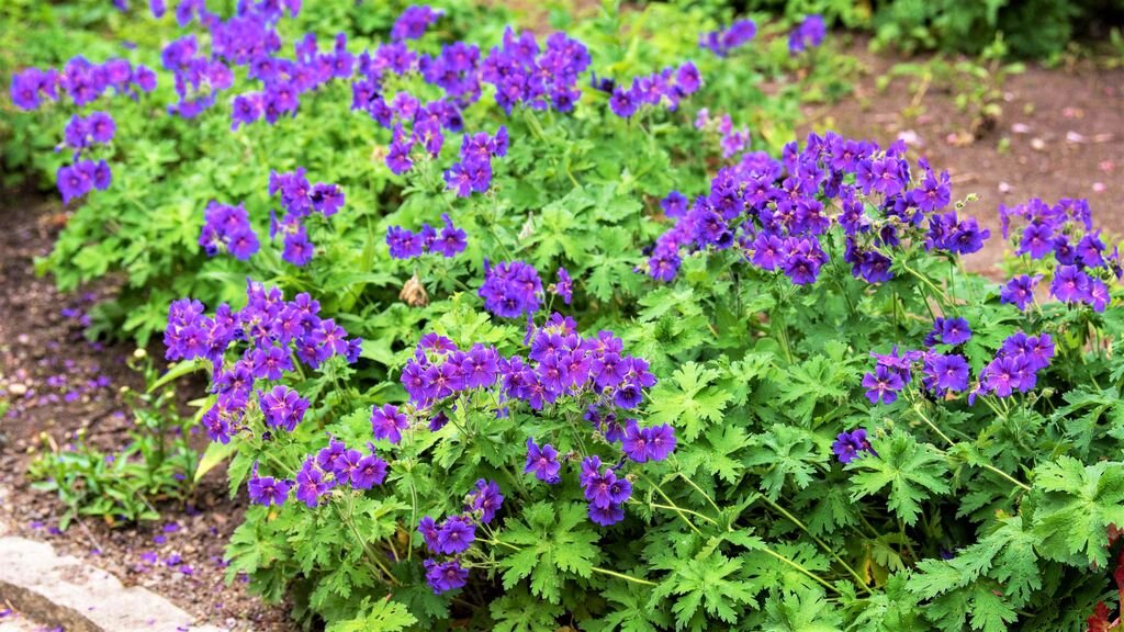 Красивые цветы, которые со временем вытеснят сорняки! | GardenLife | Дзен
