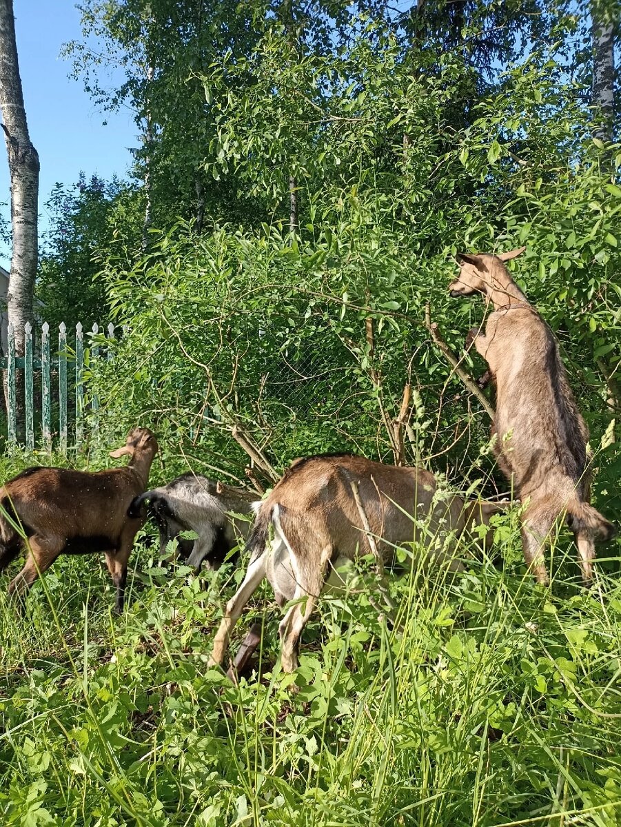 Веники и хвойный лапник