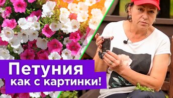 Даже самая хилая петуния превратится в цветущий шар! Формируем и черенкуем петунию правильно вместе с биологом