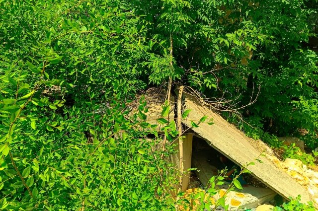    "Медвежьи углы" в областном центре - не редкость. Фото: АиФ Оренбург/ Кристина Матвеева
