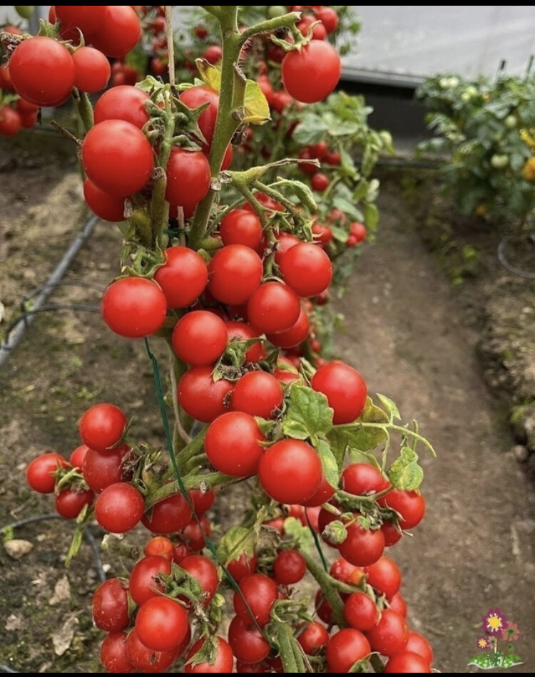 #сад#огород#урожай