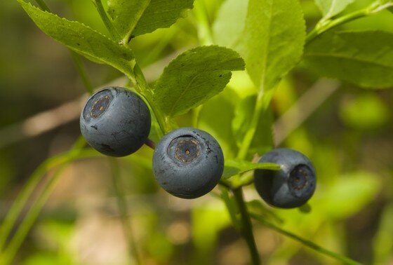 Польза черники для мозга и памяти