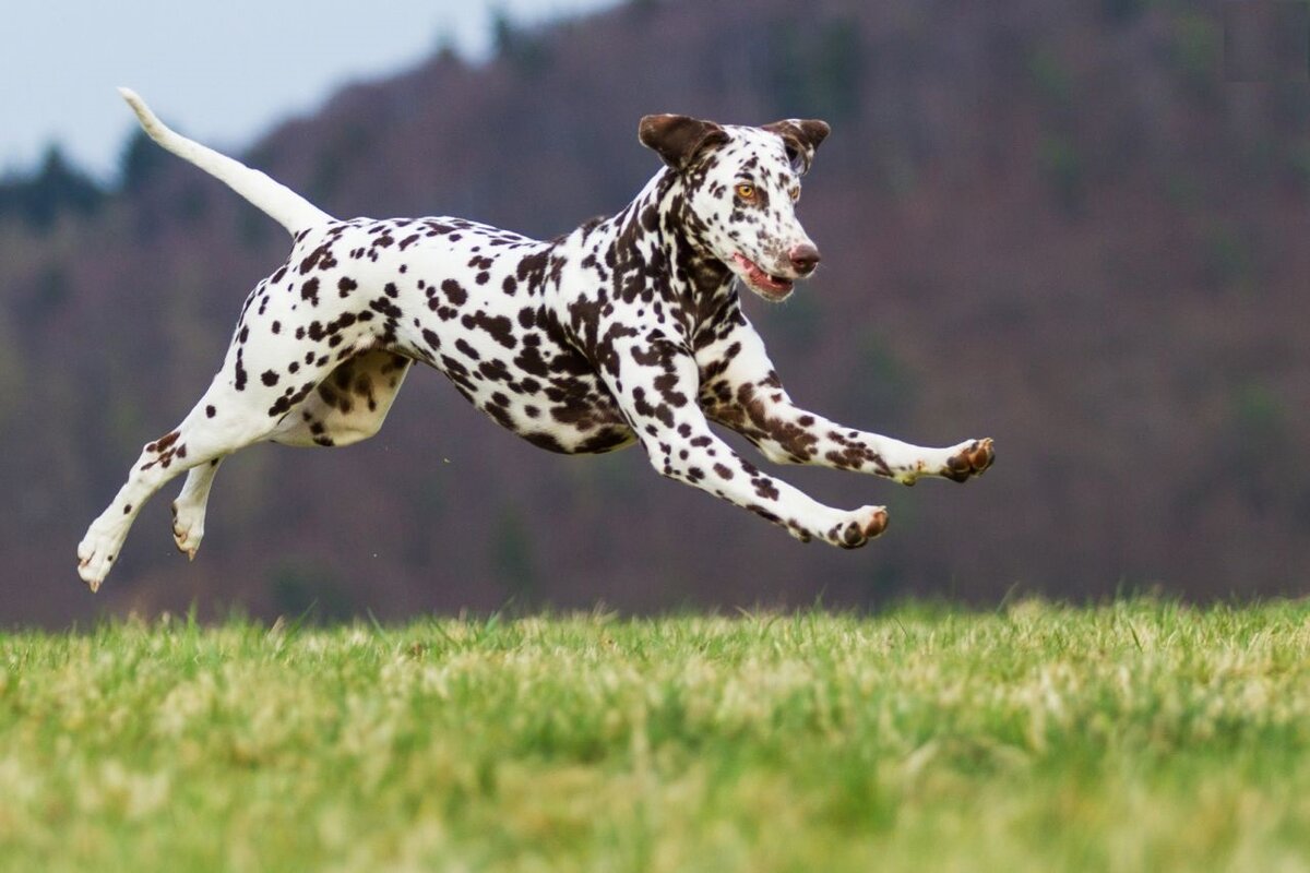 ТОП самых быстрых пород собак | Petshop Journal | Дзен