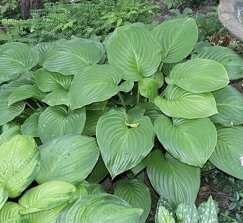 Хоста подорожниковая. цветение наступает в конце августа - начале сентября