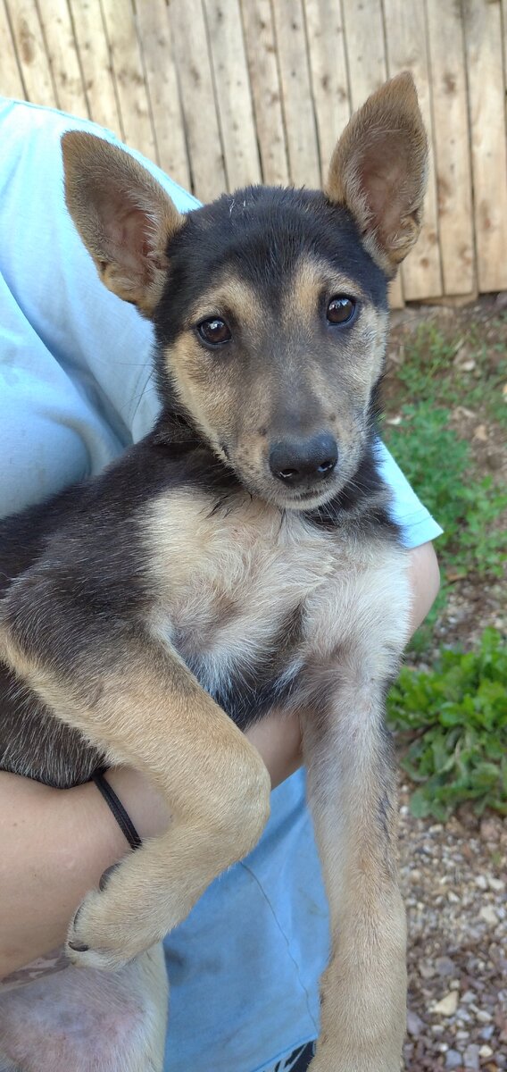 Единственная девочка